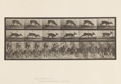 Placa 681. Ciervo de Virginia; (Sin Astas) Macho Caminando de Eadweard Muybridge