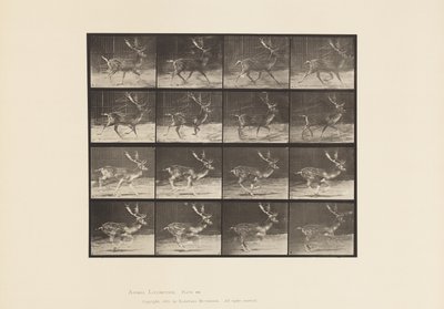 Placa 682. Ciervo Dama; Macho; A, Trotando; B, Galopando de Eadweard Muybridge