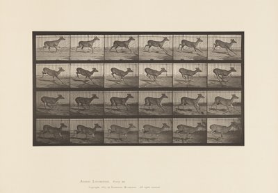 Placa 683. Ciervo de Virginia; (Sin Astas); Macho; Galopando de Eadweard Muybridge