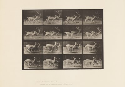 Placa 684. Ciervo Dama; A, Macho y Hembra; B, Dos Hembras; Trotando de Eadweard Muybridge