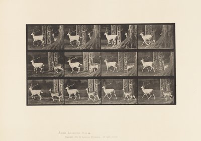 Placa 685. Ciervo Dama; Macho y Hembra; Trotando de Eadweard Muybridge