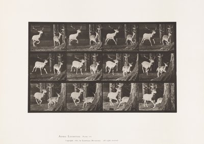 Placa 686. Ciervo Dama; Macho y Hembra; Galopando de Eadweard Muybridge
