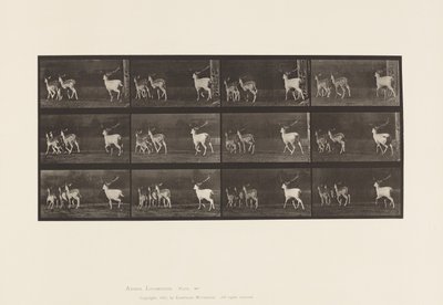 Placa 687. Ciervo Dama; Macho y Grupo de Hembras; Galopando de Eadweard Muybridge