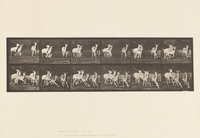 Placa 688. Ciervo Dama; Macho y Grupo de Hembras; Galopando de Eadweard Muybridge