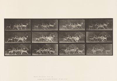 Placa 690. Ciervo Dama; Macho y Grupo de Hembras; Varios Movimientos de Eadweard Muybridge