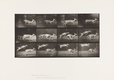 Placa 691. Ciervo común; Cierva; Galopando; y Cría; Saltando de Eadweard Muybridge