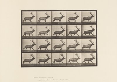 Placa 692. Alce, Trotando de Eadweard Muybridge