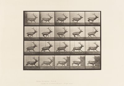 Placa 693. Alce, Galopando de Eadweard Muybridge