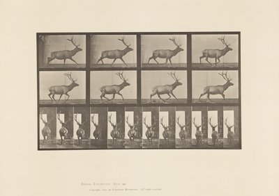 Placa 694. Alce, Galopando de Eadweard Muybridge