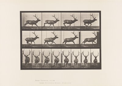 Placa 695. Alce, Galopando de Eadweard Muybridge