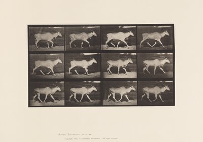 Placa 696. Elando, Trotando de Eadweard Muybridge