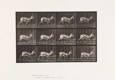 Placa 697. Antílope; Trotando de Eadweard Muybridge