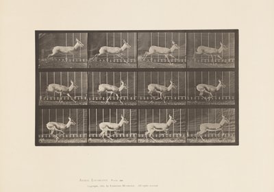 Placa 698. Antílope; Galopando de Eadweard Muybridge