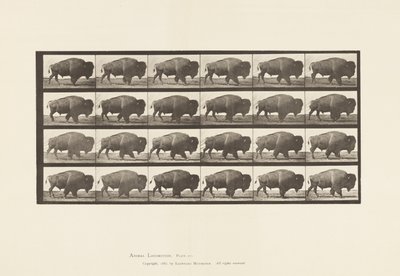 Placa 699. Búfalo; Caminando de Eadweard Muybridge