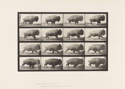 Placa 700. Búfalo; Galopando de Eadweard Muybridge