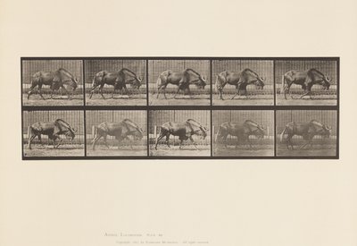 Placa 701. Ñu; Caminando de Eadweard Muybridge