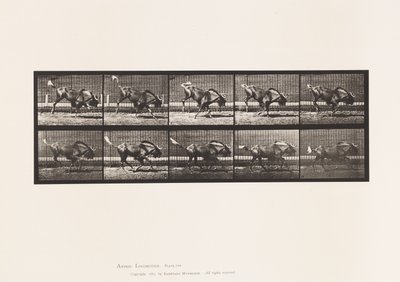 Placa 702. Ñu; Saltando y Galopando de Eadweard Muybridge