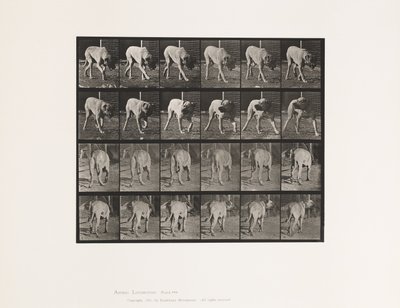 Placa 703. Perro; Caminando; Mastín Interrumpido de Eadweard Muybridge