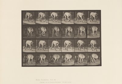 Placa 704. Perro; Caminando; Mastín de Eadweard Muybridge