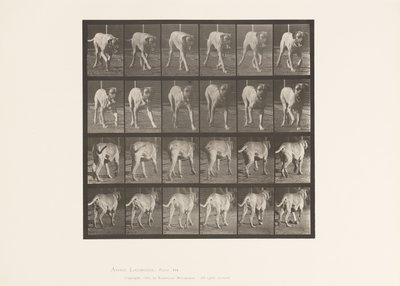 Placa 705. Perro; Trotando; Mastín de Eadweard Muybridge