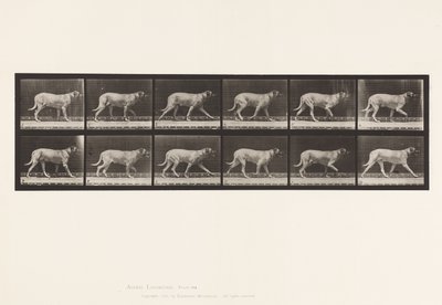 Placa 706. Perro; Trotando; Mastín de Eadweard Muybridge