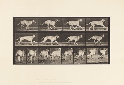 Placa 707. Perro; Galopando; Mastín de Eadweard Muybridge
