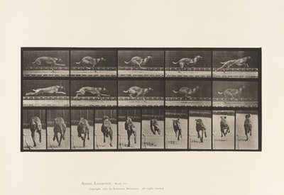 Placa 708. Perro; Galopando; Sabueso Marrón de Carreras de Eadweard Muybridge