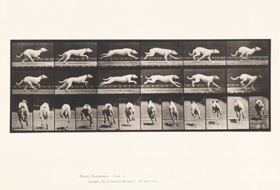 Placa 709. Perro; Galopando; Galgo Blanco de Carreras Maggie de Eadweard Muybridge