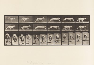 Placa 710. Perro; Galopando; Galgo blanco Maggie de Eadweard Muybridge