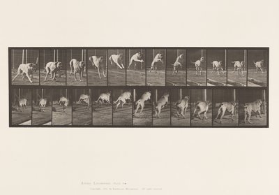Placa 712. Perro; Saltando Valla; Mastín, Dread de Eadweard Muybridge