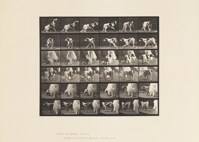 Placa 713. Perro; Girando, etc; Setter Kate de Eadweard Muybridge