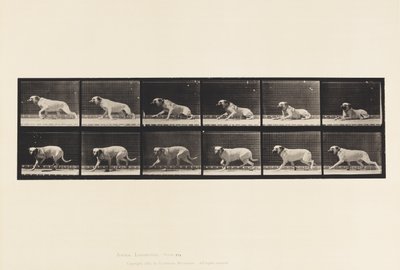 Placa 714. Perro; Despertado por un Torpedo; Mastín-Smith de Eadweard Muybridge