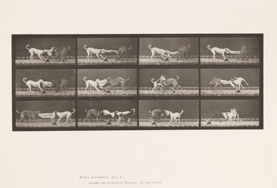 Placa 715. Perros; Tres, Tirando de una Toalla, Ike, Maggie, etc. de Eadweard Muybridge