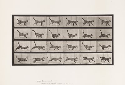 Placa 716. Gato; Caminando, Cambio a Galopando de Eadweard Muybridge