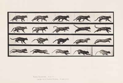 Placa 717. Gato; Trotando; Cambio a Galopar de Eadweard Muybridge