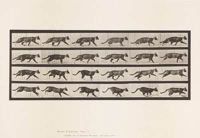 Placa 718. Gato; Trotando; Cambio a Galopar de Eadweard Muybridge