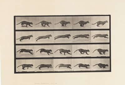 Placa 719. Gato; Galopando de Eadweard Muybridge