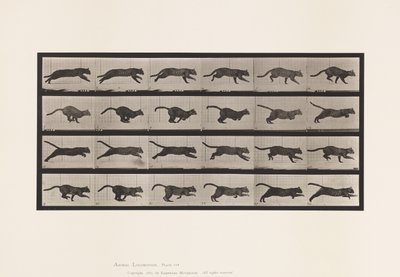 Placa 720. Gato; Galopando de Eadweard Muybridge