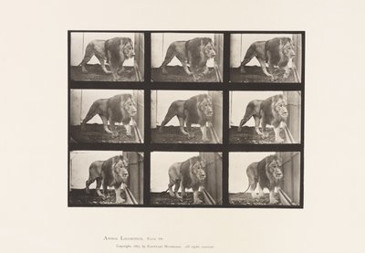 Placa 721. León; Caminando de Eadweard Muybridge