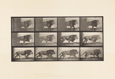 Placa 722. León; Caminando de Eadweard Muybridge