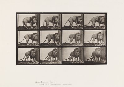 Placa 723. León; Caminando, Dándose la vuelta de Eadweard Muybridge