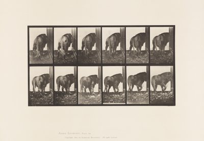 Placa 724. León; Caminando, Girando de Eadweard Muybridge