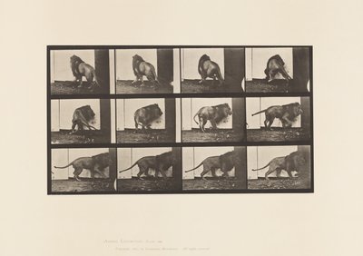 Placa 725. León; Caminando, Dándose la vuelta de Eadweard Muybridge