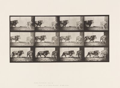 Placa 726. León y Leona; Caminando de Eadweard Muybridge