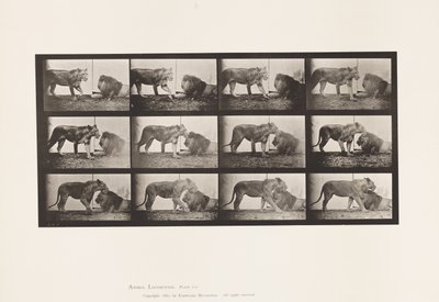 Placa 727. Leona; Caminando; León; Acostado de Eadweard Muybridge