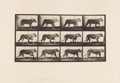 Placa 728. Leona; Caminando; León; Acostado de Eadweard Muybridge
