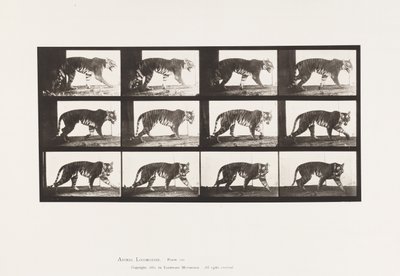 Placa 729. Tigresa; Caminando de Eadweard Muybridge