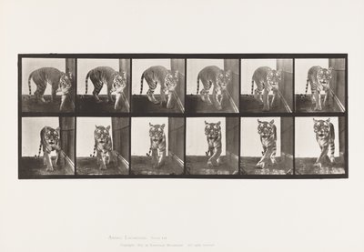 Placa 730. Tigresa; Caminando; Girando de Eadweard Muybridge