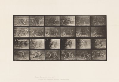 Placa 731. Jaguar; A, Caminando; B, Dándose la vuelta de Eadweard Muybridge