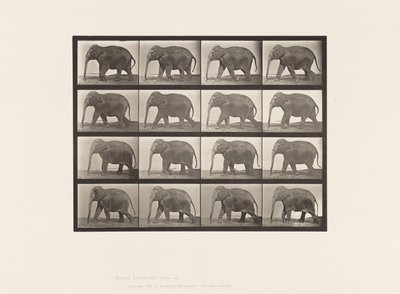 Placa 732. Elefante; Caminando de Eadweard Muybridge